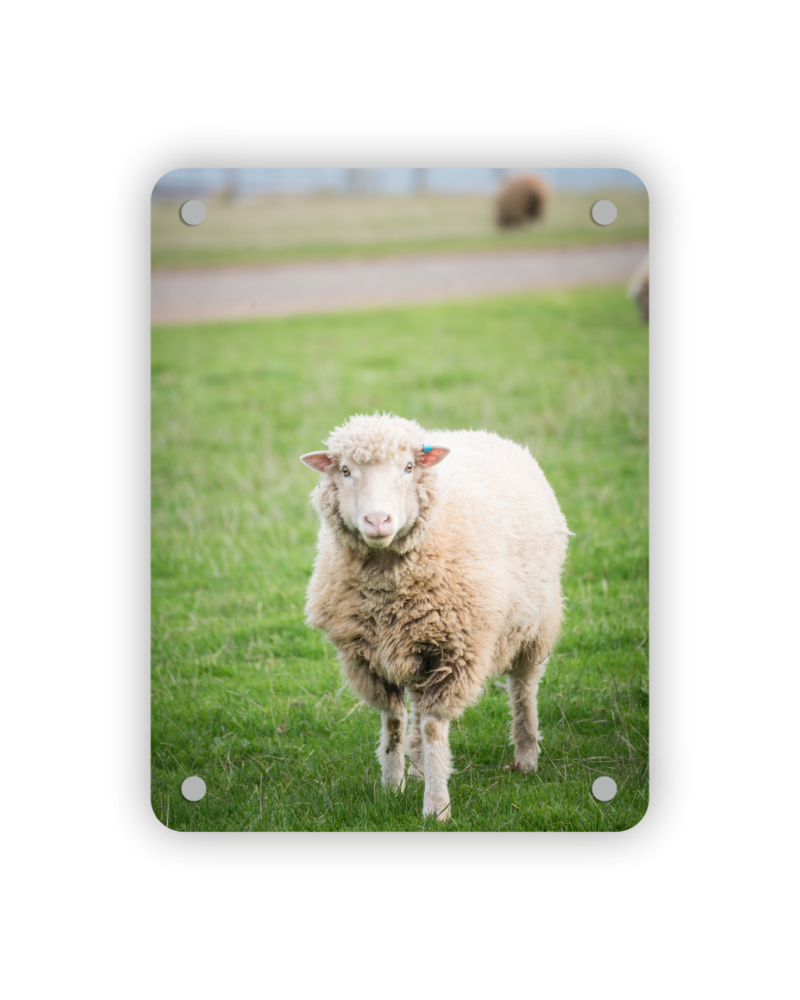 Acrylic Print 300 x 400mm