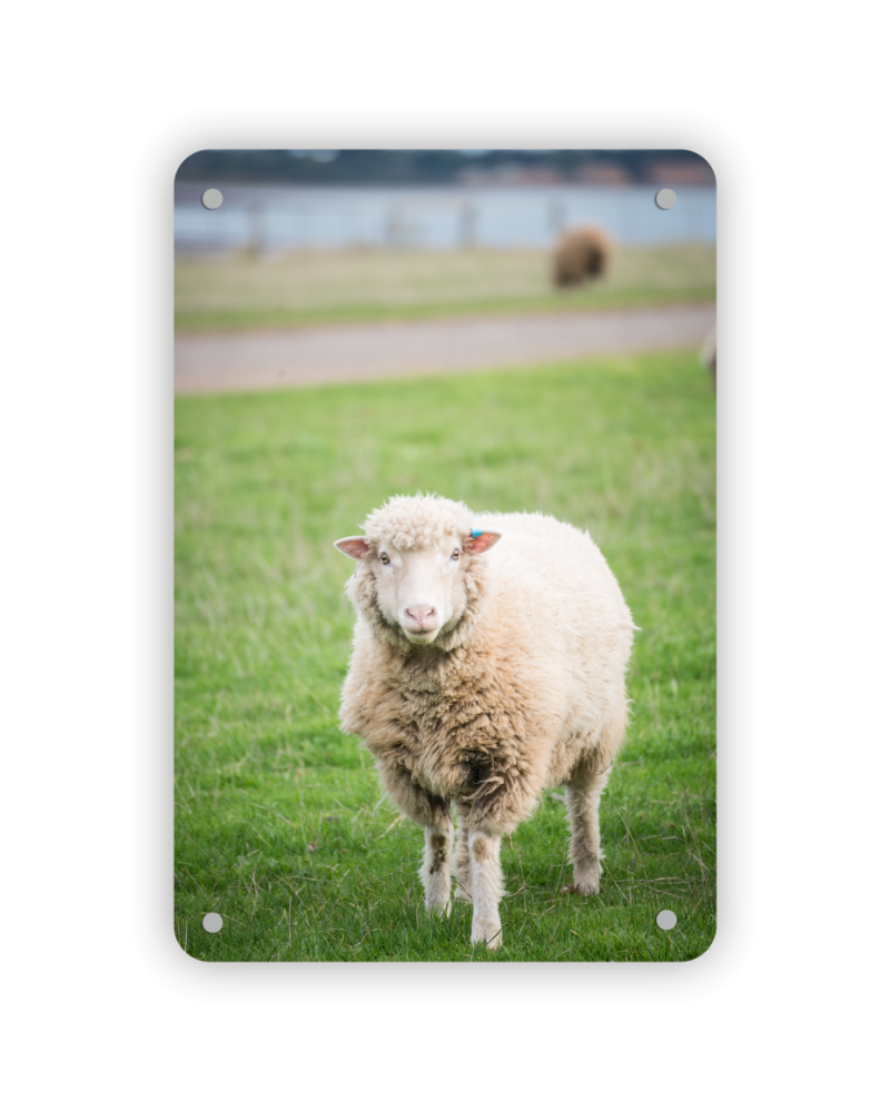 Acrylic Print 200 x 300mm