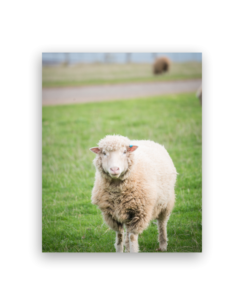 Canvas Print 16"x20"x 38mm deep