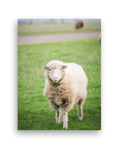 Canvas Print 12"x16"x 38mm deep