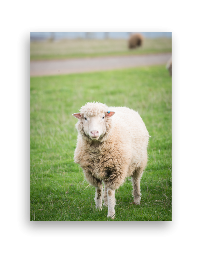 Canvas Print 12"x16"x 38mm deep